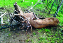 Cervi tra incidenti e recinzioni