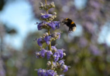 Il mondo delle api a Stabio