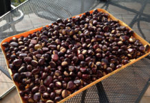 Castagne, a volte ritornano…