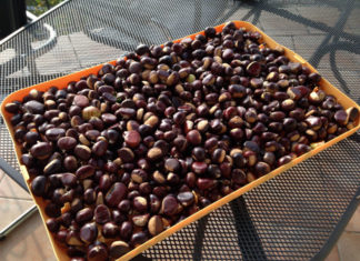 Castagne, a volte ritornano…