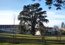 Villa Argentina, visioni diverse sul parco