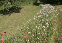 Concorrenza e lavoro nero: le sfide per i giardinieri