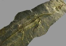 Fossili, quei “Tesori nascosti”