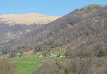Tenera erba sotto il castagno