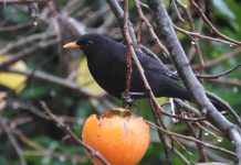 Non sono più gli uccelli di una volta
