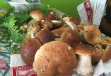 Euforia da porcini