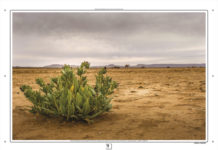 Le piante invadono il Corso