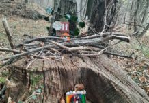 La porta dell’elfo sbarca ad Arzo