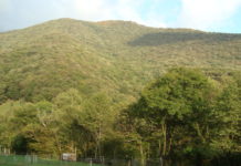 Il bosco dopo la tempesta di ottobre