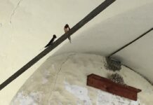Gli ultimi tre nidi di rondine a Mendrisio