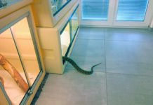 “Vivo con i serpenti velenosi”