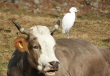 Siccità, sole e caldo… e gli uccellini che fanno?