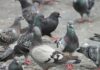 Dilemma piccioni: come evitare l’invasione?