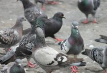 Dilemma piccioni: come evitare l’invasione?