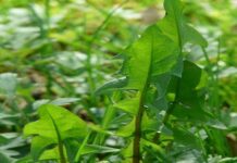 Alleanza fra uomo e ambiente