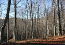 Uno spazio riservato al bosco