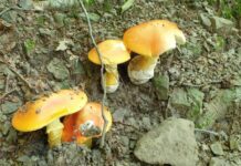 Funghi assenti per il momento, ma se dovesse finalmente piovere…