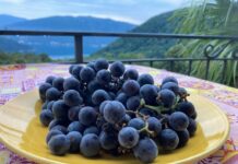 “Vendemmia precoce ma non è per subito”