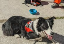 Salvare vite con il cane e alleviare il dolore