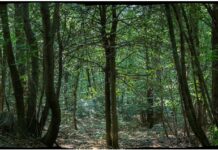 A Casa Pessina immagini nel folto del bosco