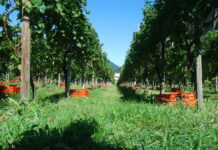 Buona vendemmia ma “è stato un anno difficile”
