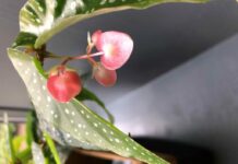 La forza evocativa dei fiori rosa