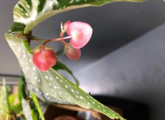 La forza evocativa dei fiori rosa