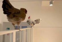 Animali al museo? A Stabio si può