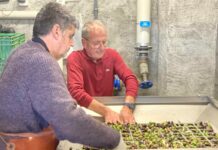 Inaugurato a Mezzana il frantoio Atena