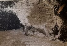 Le superformiche all’attacco