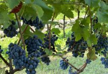 Vendemmia, i presupposti ci sono