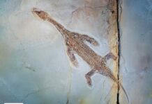 Un ritrovamento eccezionale sul San Giorgio