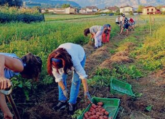 Insieme con le mani nella terra