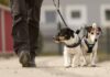 Chiasso getta acqua sulla pipì dei cani