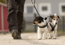 Chiasso getta acqua sulla pipì dei cani