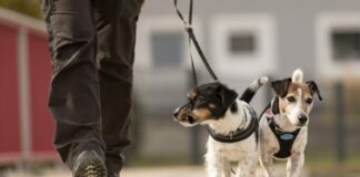 Chiasso getta acqua sulla pipì dei cani