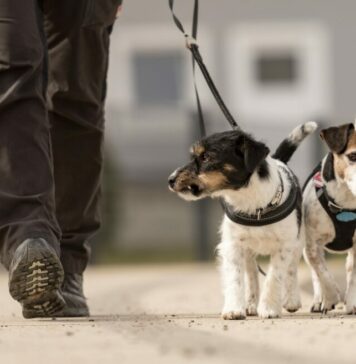 Chiasso getta acqua sulla pipì dei cani