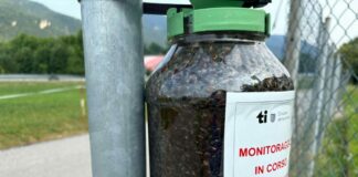 Continua la battaglia al coleottero giapponese