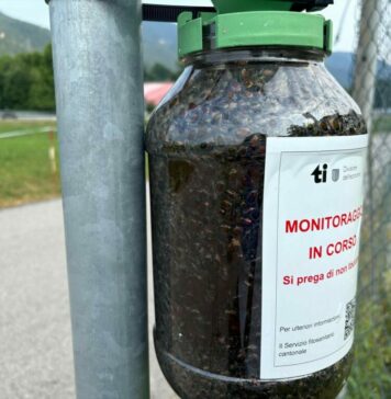 Continua la battaglia al coleottero giapponese