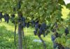 Vendemmia, eppure c’è “cauto ottimismo”