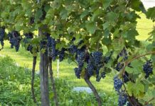 Vendemmia, eppure c’è “cauto ottimismo”