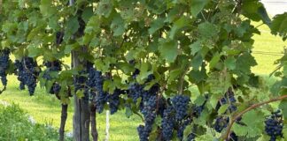 Vendemmia, eppure c’è “cauto ottimismo”