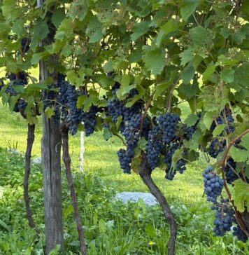 Vendemmia, eppure c’è “cauto ottimismo”