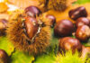 Castagne, la meteo influenzerà la produzione