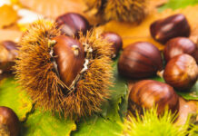 Castagne, la meteo influenzerà la produzione