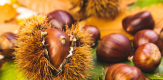 Castagne, la meteo influenzerà la produzione