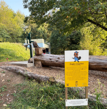 Il futuro del bosco e dei percorsi sulla Collina d’Avra