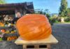 Sagra della zucca: Castel San Pietro si tinge di arancione
