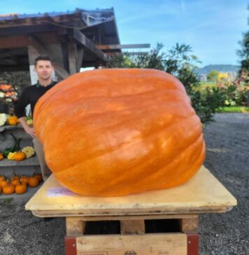 Sagra della zucca: Castel San Pietro si tinge di arancione